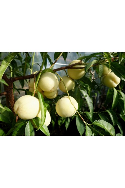 Персик Айс Піч - круглі великі плоди кремово-білого кольору